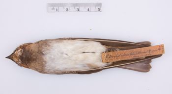 Media type: image;   Ornithology 211835